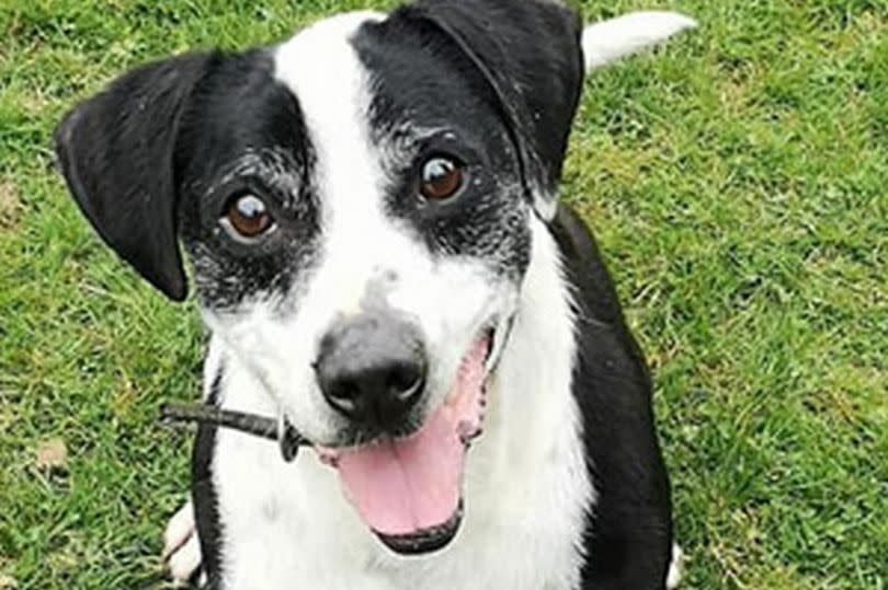 Dougie is a nine-year-old Jack Russell terrier cross Staffie