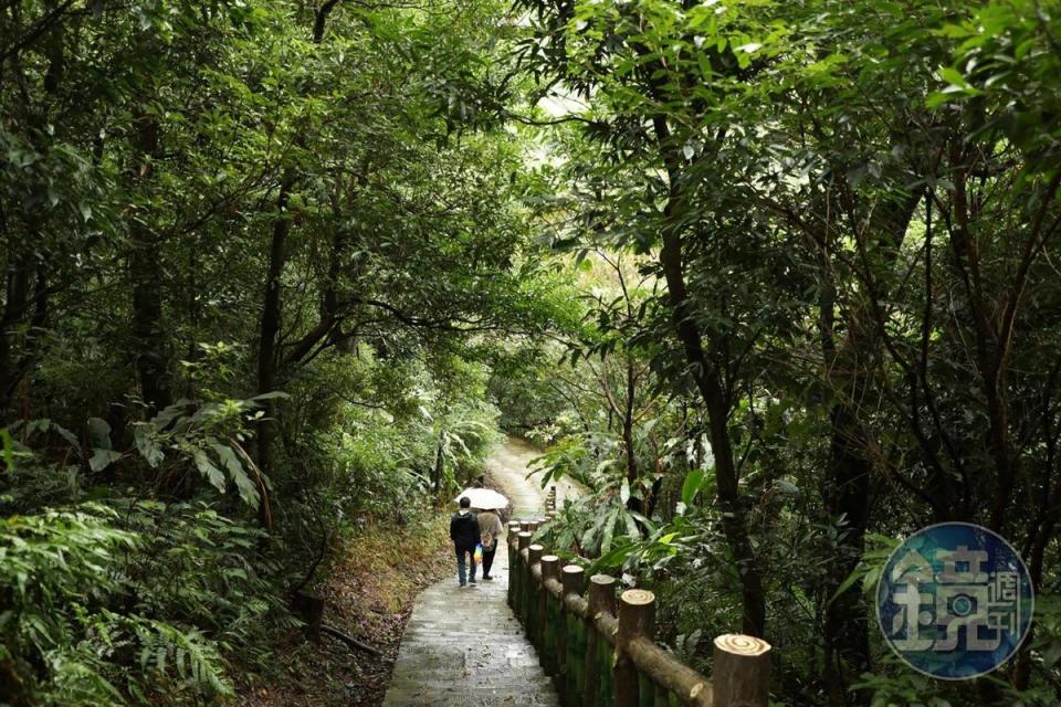 步道沿途為竹林及原始景觀。