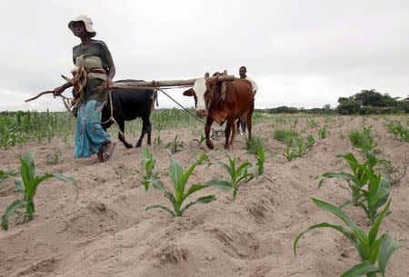 Communal farmers cultivate maize crops in Mvuma district, Masvingo, Zimbabwe, January 26, 2016. REUTERS/Philimon Bulawayo