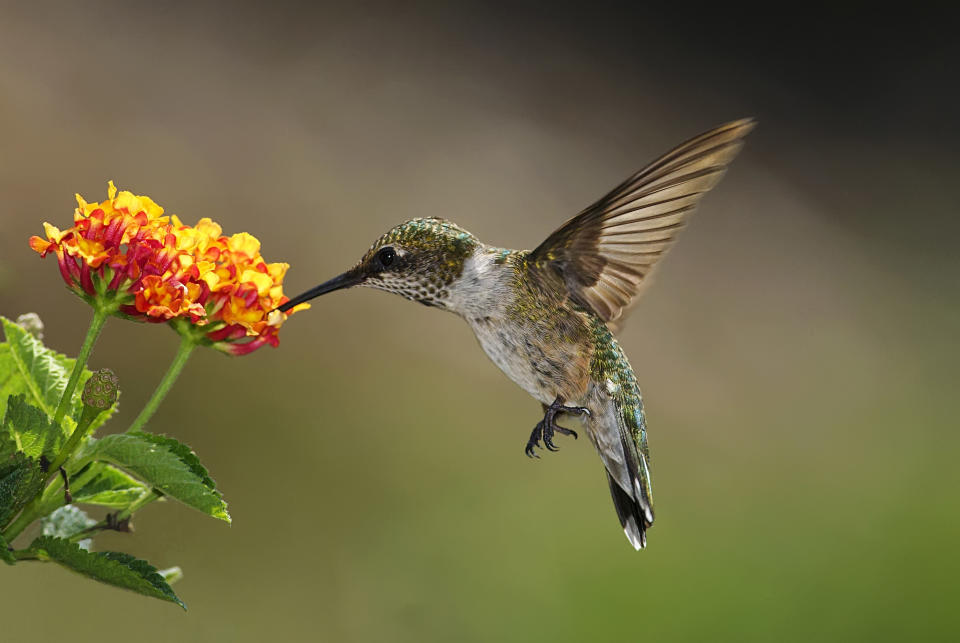 A hummingbird at a flower