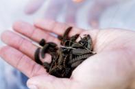 A farmer holds black soldier fly larvae in their pupae stage right before they hatch into flies in Singapore June 20, 2017. The flies eat food waste and produce fertiliser for the urban farm. REUTERS/Thomas White