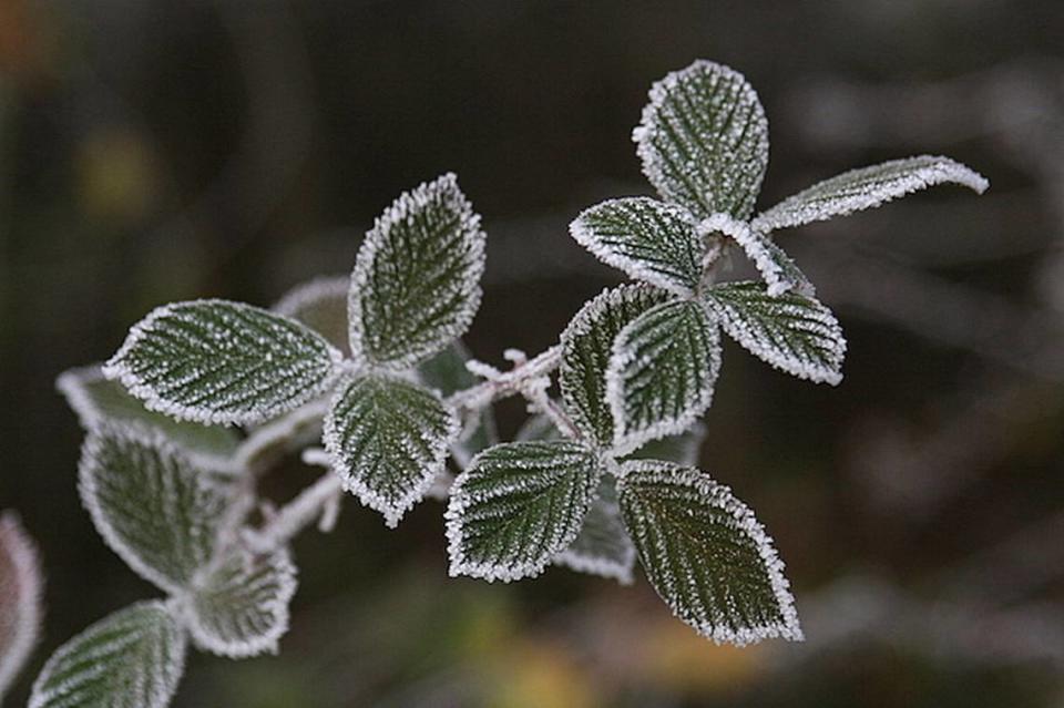 Rime ice is formed when a heavy fog lands on tree limbs and other objects freely exposed to freezing temperatures. It looks white because of the air trapped inside.