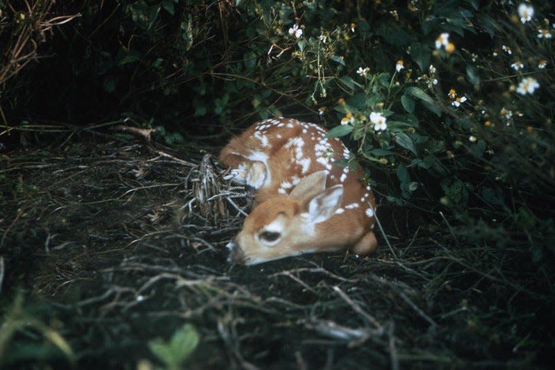 Throughout most of the year it's easy to tell males from females. The bucks, the males, have antlers. Antler growth generally begins in the spring and by the summer the antlers are covered with a velvet. Antlers are shed in late winter or early spring after the breeding season ends.