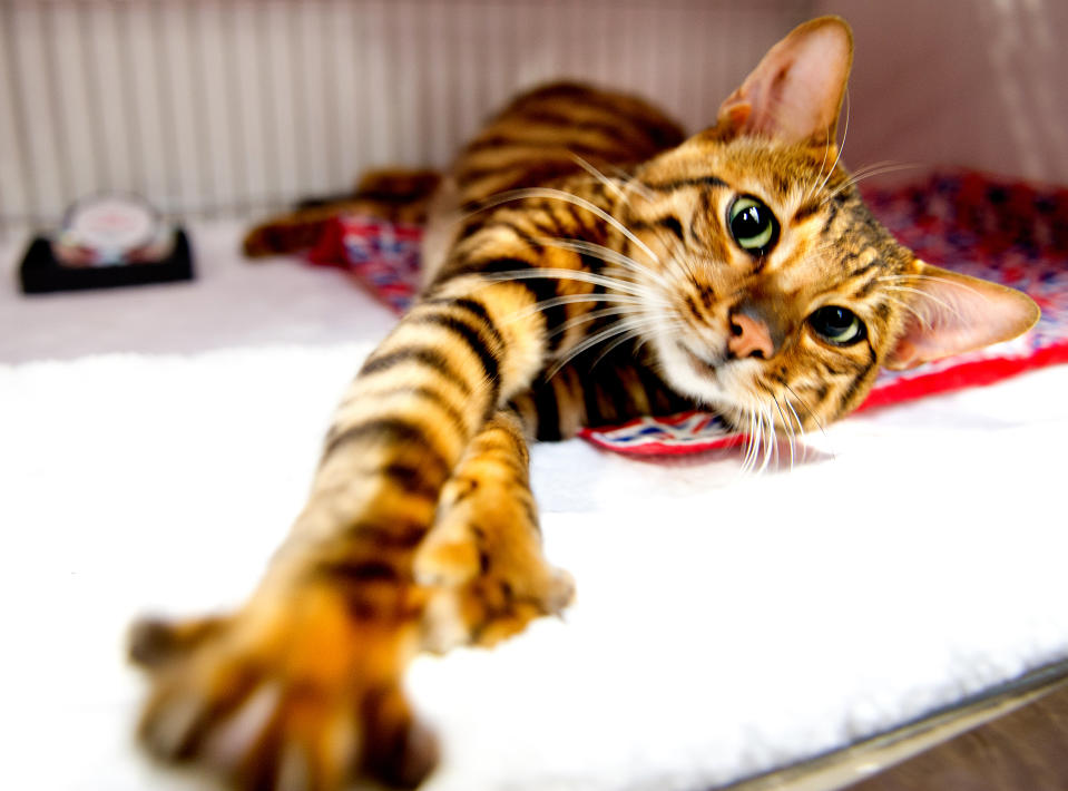 <p>A Toyger Cat participates in the GCCF Supreme Cat Show at National Exhibition Centre on October 28, 2017 in Birmingham, England. (Photo: Shirlaine Forrest/WireImage) </p>