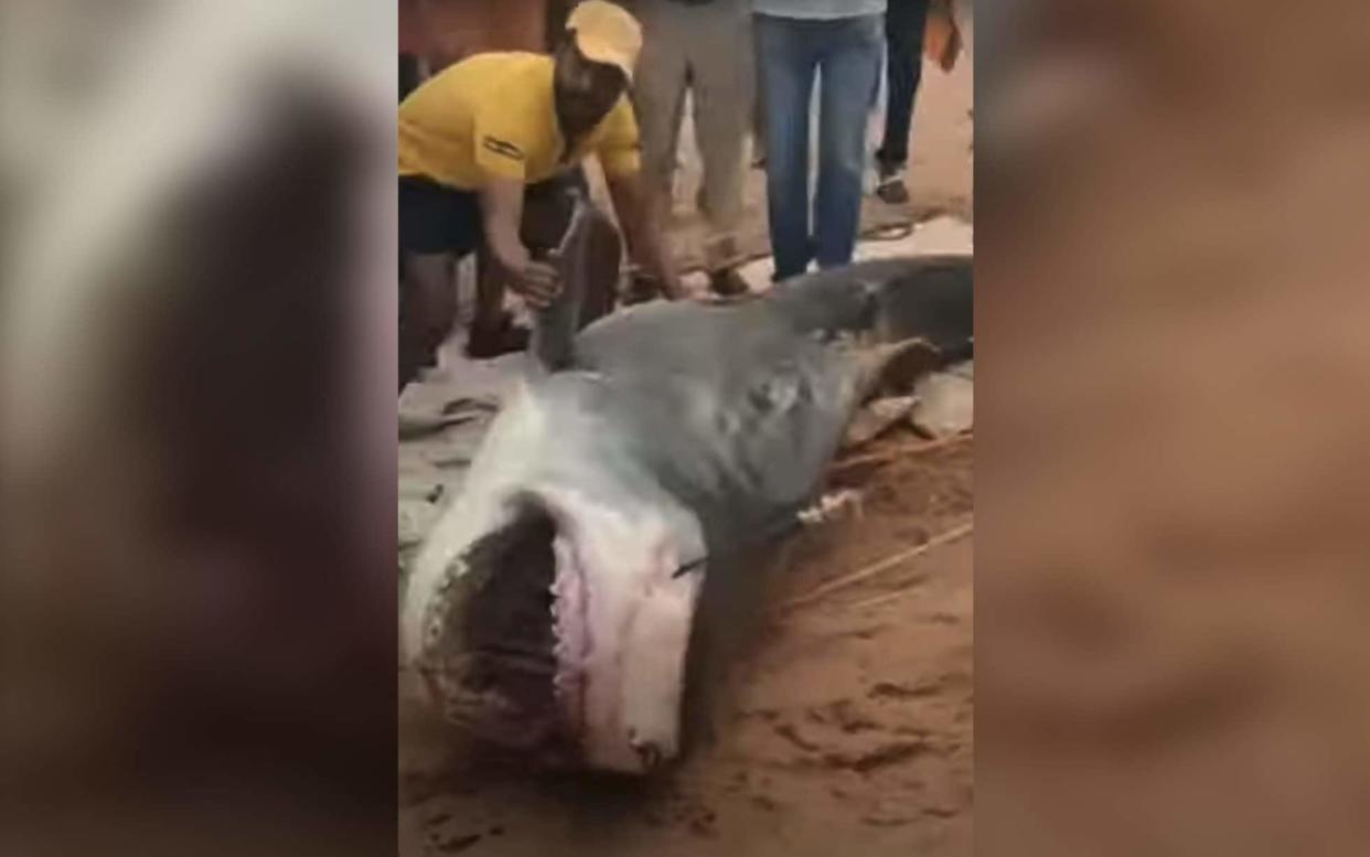 Egyptian officials say they have captured the tiger shark 