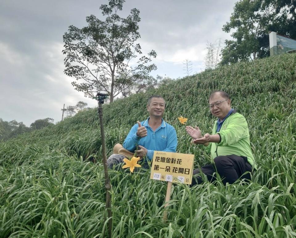 ▲虎山巖第1朵金針花何時開？花迷趕往虎山巖金針花園區，搶先拍下今年第1朵金針花開出金黃色花卉，今年還是一次開出2朵「姐妹花」，花迷直呼驚喜。（民眾提供）