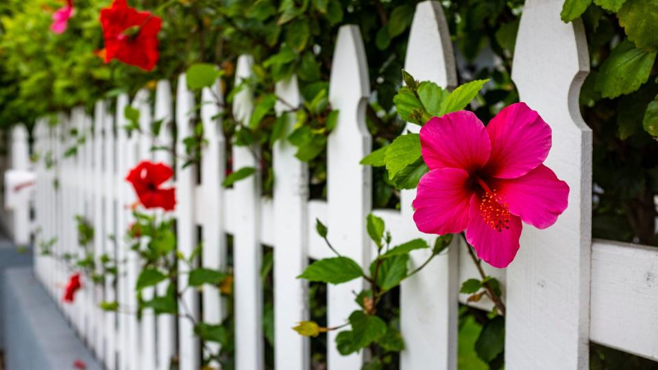 white picket fence