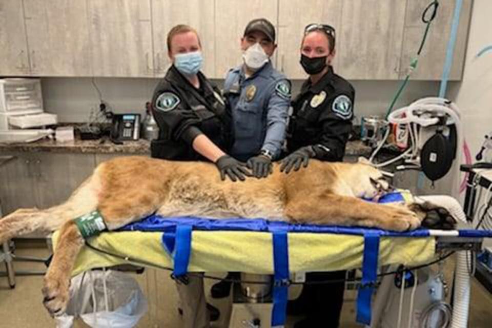 Mountain Lion Caught in Orange County