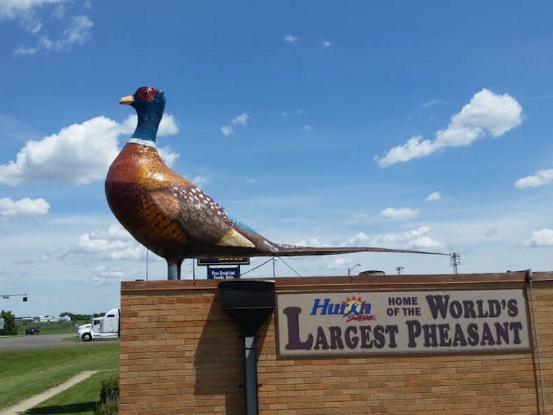 World's Largest Pheasant