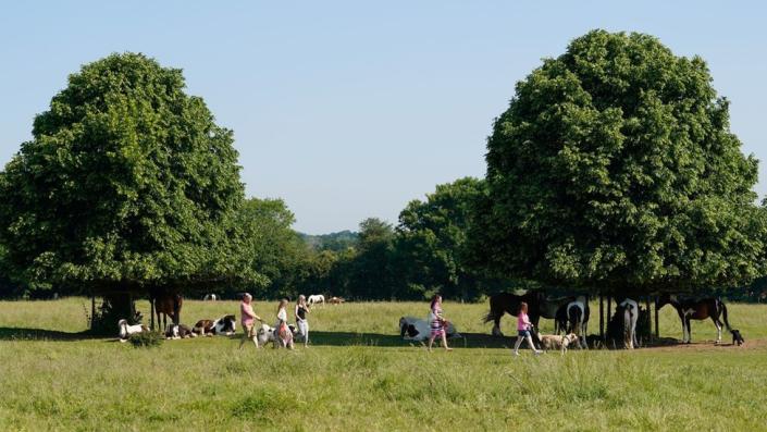 Los paseadores de perros pasan junto a los caballos que se refugian bajo los árboles en Basingstoke Common, Hampshire