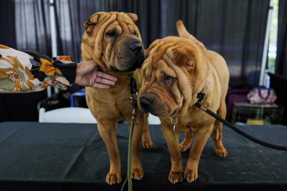 Shar peis stand in the Breed Showcase area during the 148th Westminster Kennel Club Dog show, Saturday, May 11, 2024, at the USTA Billie Jean King National Tennis Center in New York. (AP Photo/Julia Nikhinson)