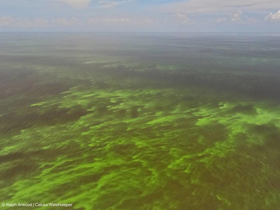 Blue-green algae blooms were observed in nearly two-thirds of the lake earlier this week.