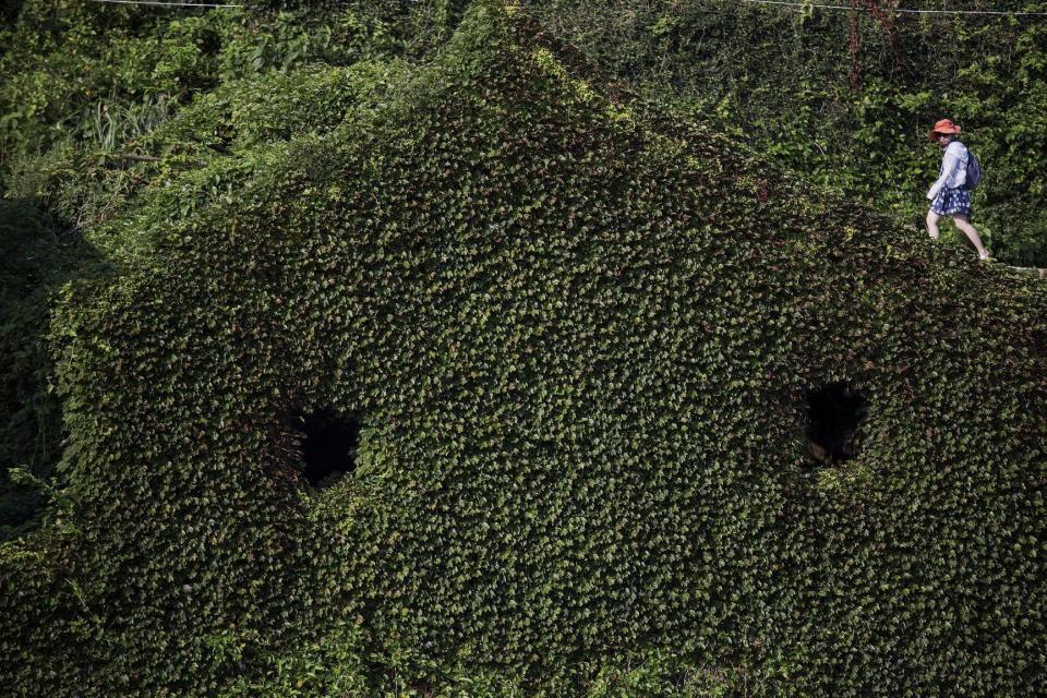 A tourist walks between building completely covered with plants in the abandoned fishing village of Houtouwan on the island of Shengshan July 26, 2015. (REUTERS/Damir Sagolj)