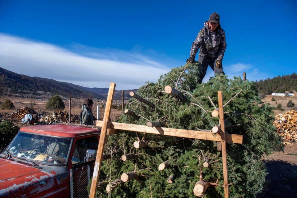 Raul Arellano loads a little over 100 Christmas trees onto a trailer at a yard in Tramparos, near Holman, N.M., Monday, Nov. 28, 2022. Arellano's family normally cuts thousands of trees off their land in the mountains around the Mora Valley but most of that land was burned by the Calf Canyon/Hermits Peak Fire last spring.