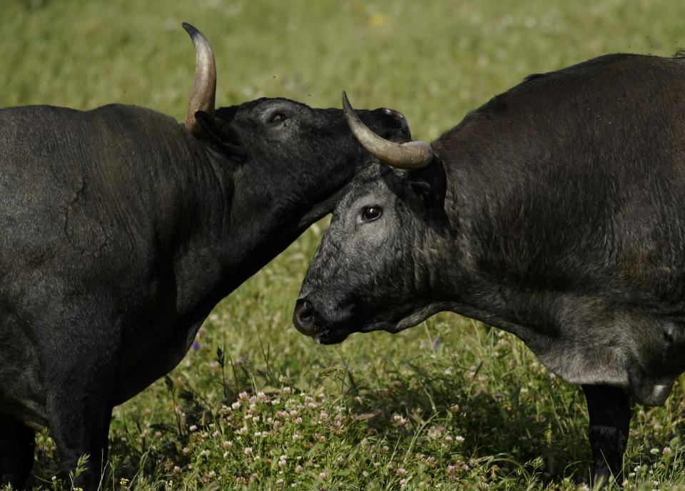 Fighting bulls are seen on a ranch in Portezuelo, Spain, on April 24, 2020. REUTERS/Juan Medina