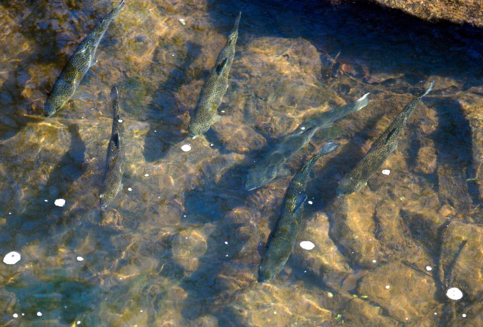 Trout entice anglers in Wilson Run in Brandywine Creek State Park on the first day of trout fishing in upstate Delaware - reserved for young people - Saturday, April 1, 2023. Stocked streams are open to all anglers (with requirements for fishing licenses and stamps for most) beginning Sunday morning.