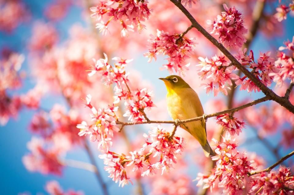 15) Japan had tried to send over cherry blossoms once before.