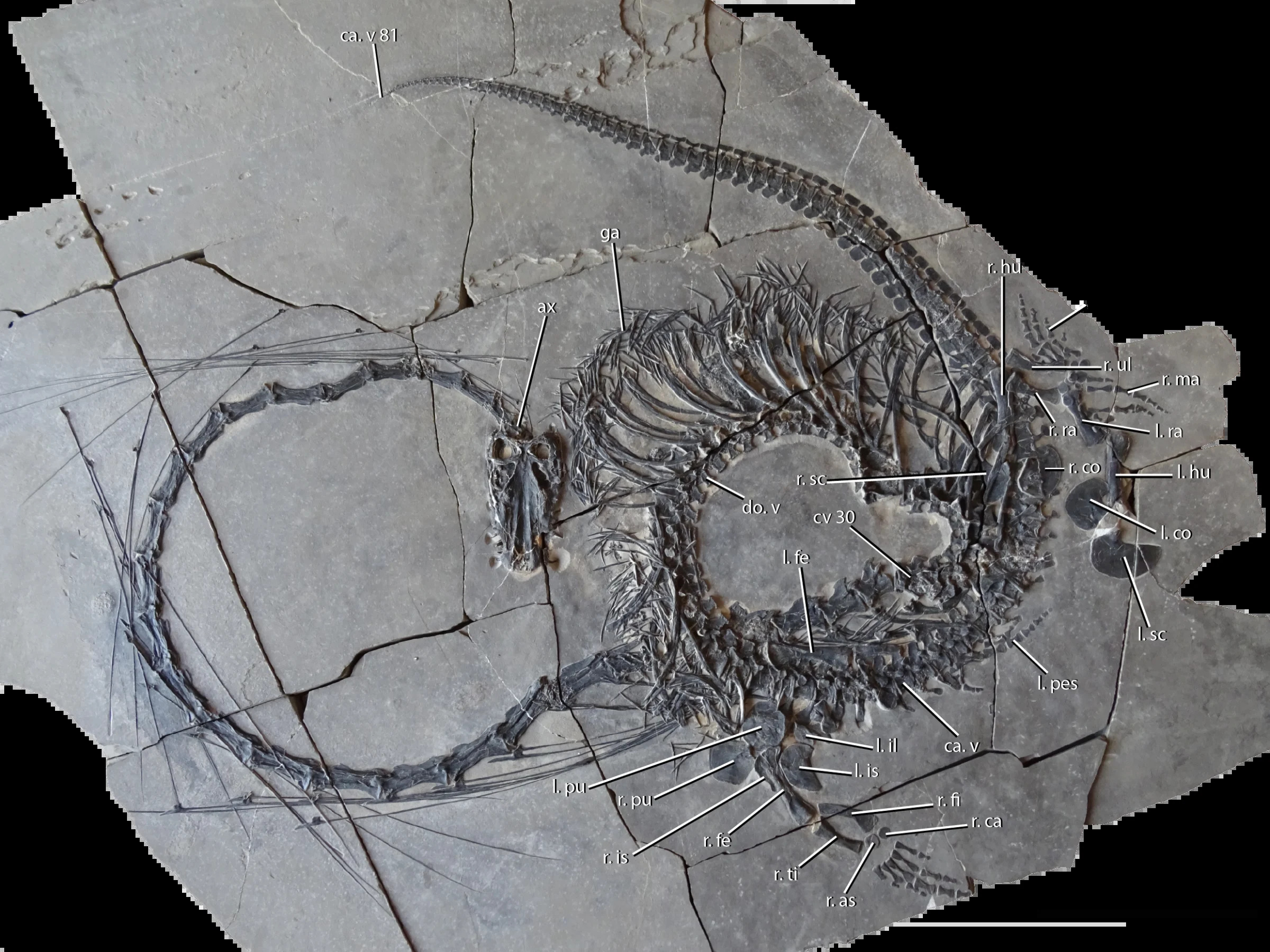 The 240-million-year-old fossil is 16 feet long and has 32 separate neck vertebrae – an extremely long neck. / Credit: National Museums of Scotland