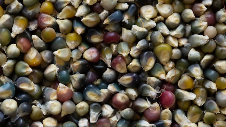 multi colored flint corn kernels