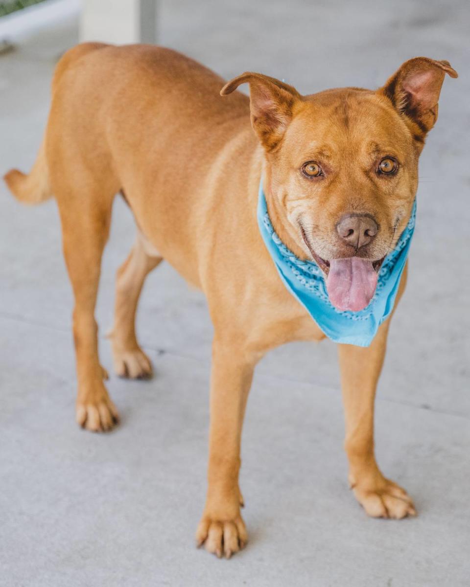 “Croissant A2392148 is a joy to be with. He is always playful and ready to have fun. He is a social butterfly and loves making new doggie friends in his playgroups. This 5-year-old boy is sure to charm you with his winsome personality. He has been waiting to meet his loving family since September of 2022.”
