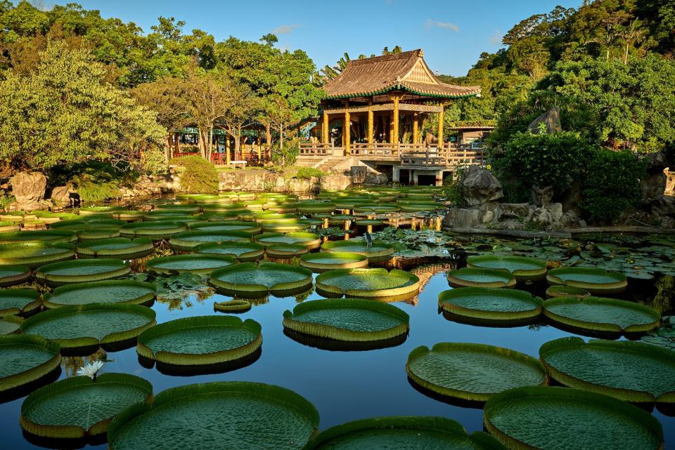 雙溪公園大王蓮（圖片來源：Getty Creative）