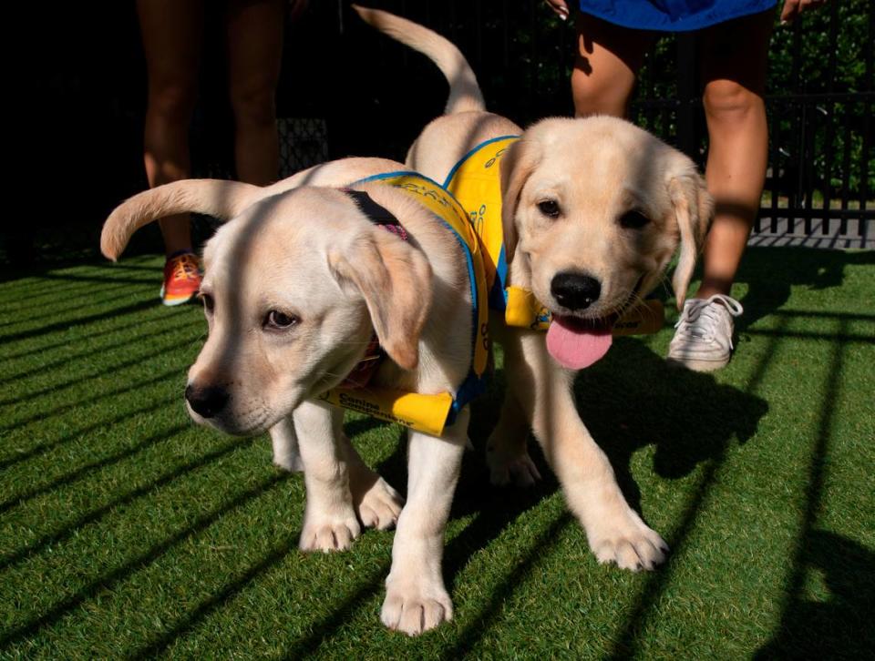 Dogs enjoy the morning sun in the puppy park at Duke Puppy Kindergarten on Thursday, Sept. 22, 2022, in Durham, N.C. The Duke Puppy Kindergarten studies how different rearing methods affect the traits of assistance dogs.