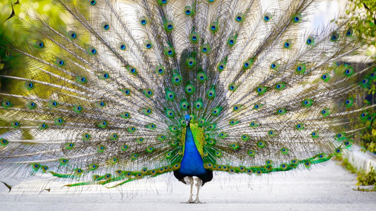 peacock in city