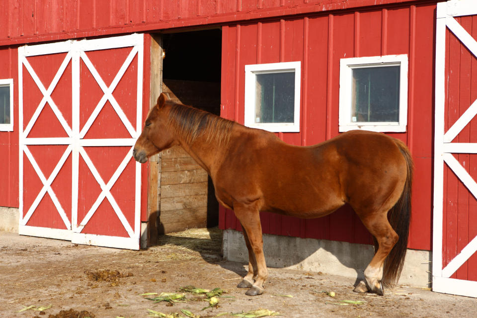 CNN reported the story of Bev Holzrichter, 56, who runs a horse stable in Charlotte, Iowa with a live stream installed for foaling season.   In 2004 one mare, Sierra was having trouble giving birth. Holzrichter went to check on her without realizing that another mare, Nifty, had broken down her door and was in Sierra's stall trying to steal her foal.   Trying to defend her newborn, <a href="http://articles.cnn.com/2005-09-21/tech/bev.holzrichter_1_web-cam-stables-horses?_s=PM:TECH">Sierra kicked Holzrichter three times in the chest. </a>  Users on the live stream watched the entire incident, and came to the rescue.   Residents of Germany, the United Kingdom, France and all over the world called the Charlotte Rescue Squad. When they arrived 45 minutes later, Holzrichter was already in shock with a dangerously low temperature.   "<a href="http://articles.cnn.com/2005-09-21/tech/bev.holzrichter_1_web-cam-stables-horses?_s=PM:TECH">The Internet is my hero</a>." Holzrichter said of her ordeal. "Those people watching are the ones who helped me. If it wasn't for the technology of the web cam, I'm not sure when I would have been found or what would have happened to me."   Holzrichter suffered a damaged knee and leg. 