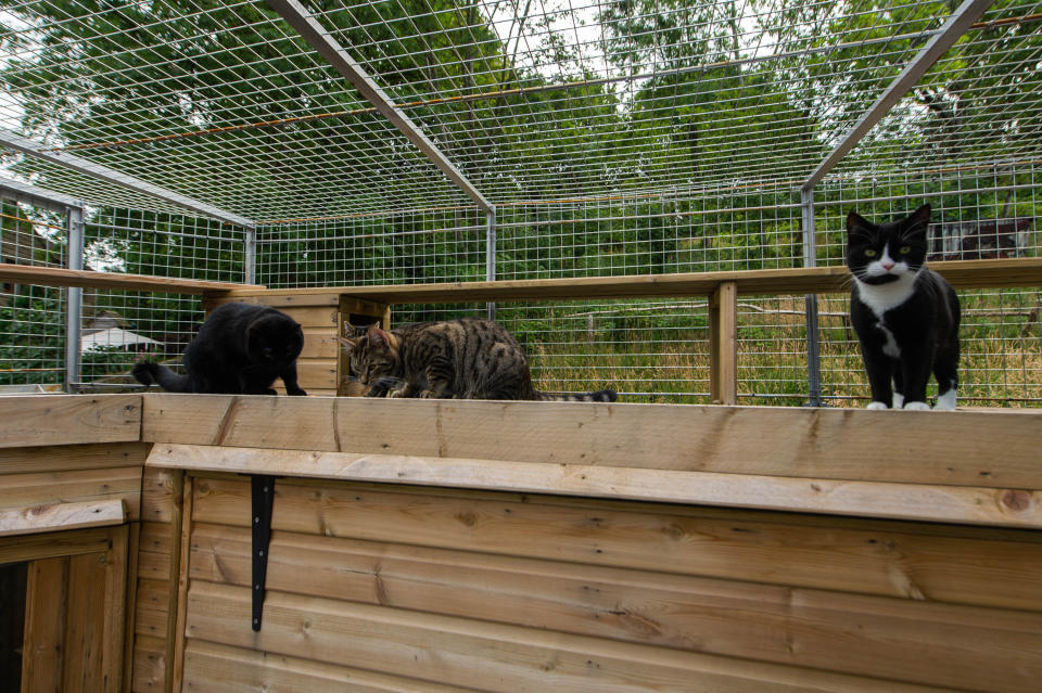 The cage is an enclosed space for Sue Haworth's four cats (Picture: SWNS)