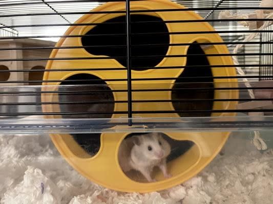 The wheel in yellow being used by a reviewer's hamster