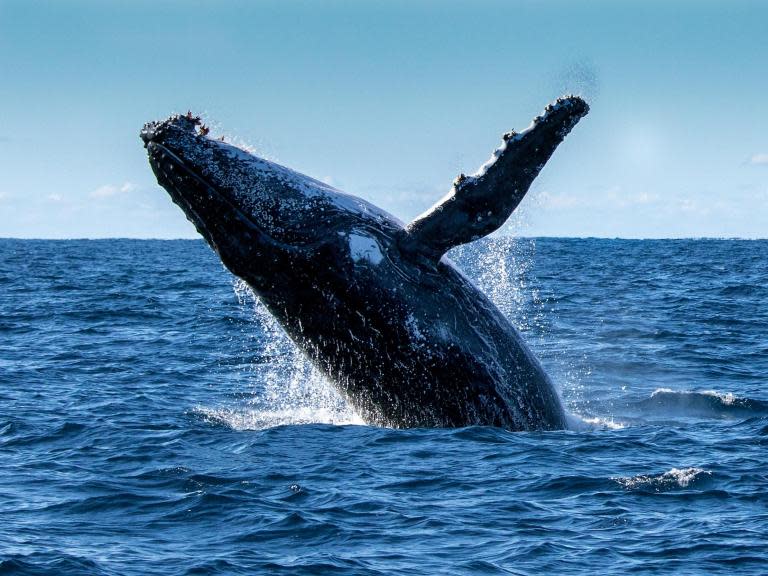 Fossil barnacles reveal whales have followed same migration routes for hundreds of millennia