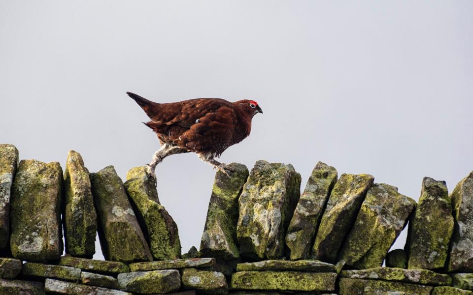 a grouse runs along a wall - getty