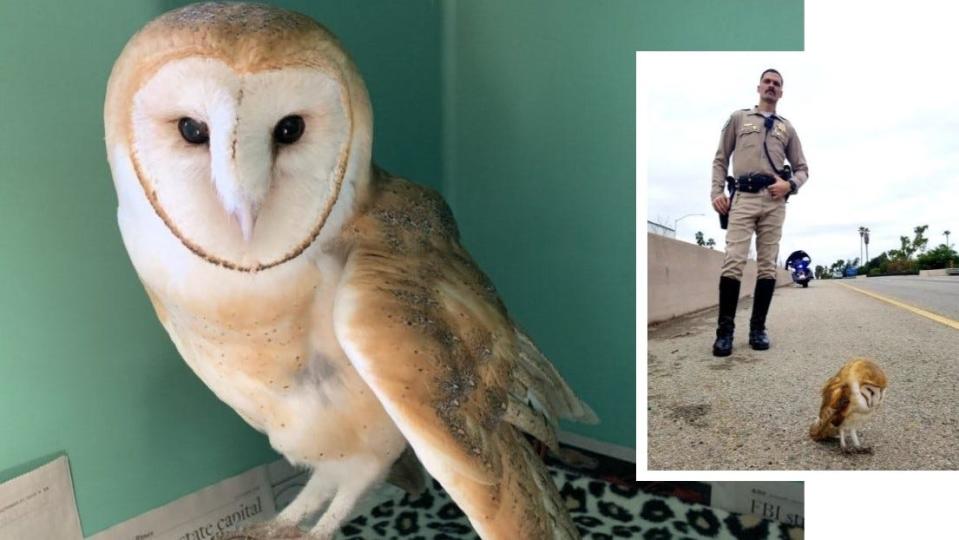 This barn owl at the Ojai Raptor Center was rescued from Highway 101 in Santa Barbara in "very critical" condition. But the bird is expected to make a full recovery.