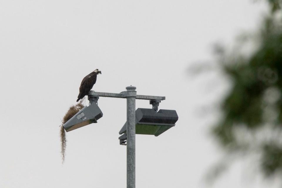 Talon, a male osprey, perches on top of a light post at UF's Southwest Recreation Center on March 27, 2024.