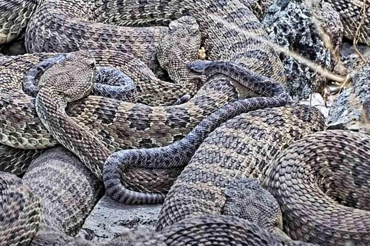 <p>Project RattleCam/Youtube</p> Young snakes at Colorado rattlesnake den captured on Project RattleCam livestream