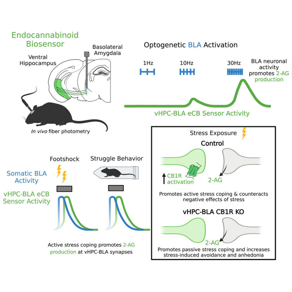 這幅圖左上角的部分顯示了一個用於監測內源性大麻素的生物感應器，它位於小鼠的腹側海馬體和基底外側杏仁核。右上角顯示了如何通過光遺傳學激活基底外側杏仁核（BLA），這會影響杏仁核神經活動，從而促進2-AG（一種內源性大麻素）的產生。左下角描繪了小鼠受到腳底電擊時的反應，顯示出在壓力應對中BLA的活動及其對2-AG產生的影響。最後，右下角解釋了在壓力暴露下，通過CB1受體激活（一種大麻素受體）能促進積極的壓力應對行為，對抗壓力的負面影響。（圖／《細胞報告》）