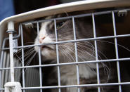 A long-haired tabby cat pushes against the crate door during the unloading of 26 cats and dogs from a van at Humane Rescue Alliance in Washington, Tuesday, Sept. 11, 2018, from Norfolk Animal Care and Control of Norfolk, Va., in advance of Hurricane Florence. People aren't the only ones evacuating to get out of the path of Hurricane Florence. The dogs and cats will all be available for adoption. (AP Photo/Carolyn Kaster)