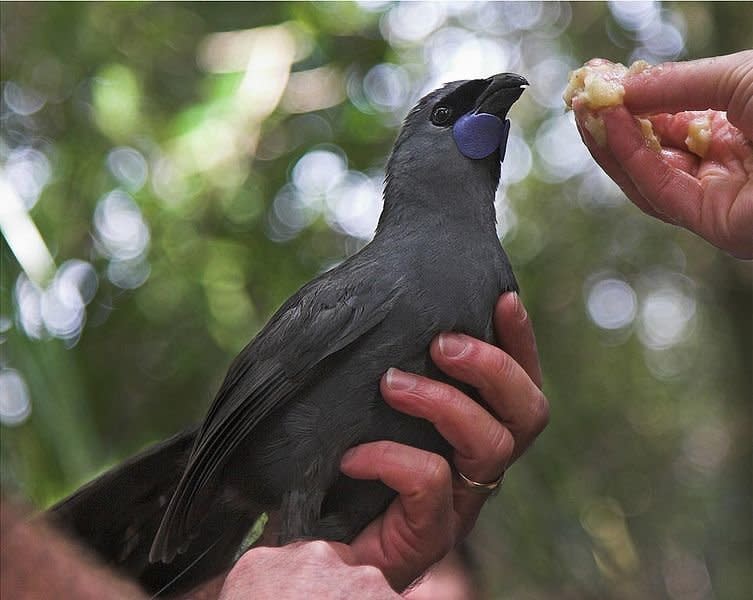 An ancient bird once widespread in the forests of southern New Zealand, the <a href="http://www.iucnredlist.org/details/103730380/0" target="_blank">South Island kokako</a> was driven to extinction by large-scale deforestation, ecosystem fragmentation and the introduction of non-native predators.<br /><br />The bird was last spotted in 2007 and is presumed extinct. (Its close cousin, the North Island kokako, pictured here, is considered &ldquo;<a href="http://www.doc.govt.nz/nature/native-animals/birds/birds-a-z/kokako/" target="_blank">at risk</a>&rdquo; though its population has been recovering in recent years.) <br /> <br /> A kind of New Zealand wattlebird, the South Island kokako had slate-gray feathers with brightly-colored wattles and black masks. According to Maori legend, the kokako gave Maui, the mythological hero, water as he battled the sun. The bird filled its wattles with water to help quench the hero&rsquo;s thirst. As a reward, Maui stretched the kokako&rsquo;s legs to make them long and slender, allowing the bird to leap through the forest with ease to catch food. (The kokako, notes New Zealand&rsquo;s Department of Conservation, is not great at flying. Instead, the bird preferrs to use its powerful legs <a href="http://www.doc.govt.nz/nature/native-animals/birds/birds-a-z/kokako/" target="_blank">to run and jump</a> through the forest.)