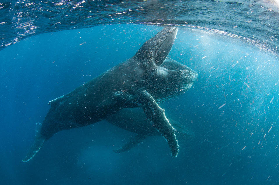 In partnership with World Wildlife Fund, <i>Our Planet</i> combines stunning photography and technology with an unprecedented, never-before-filmed look at the planet’s remaining wilderness areas and their animal inhabitants. (Steve Benjamin/Silverback Films)