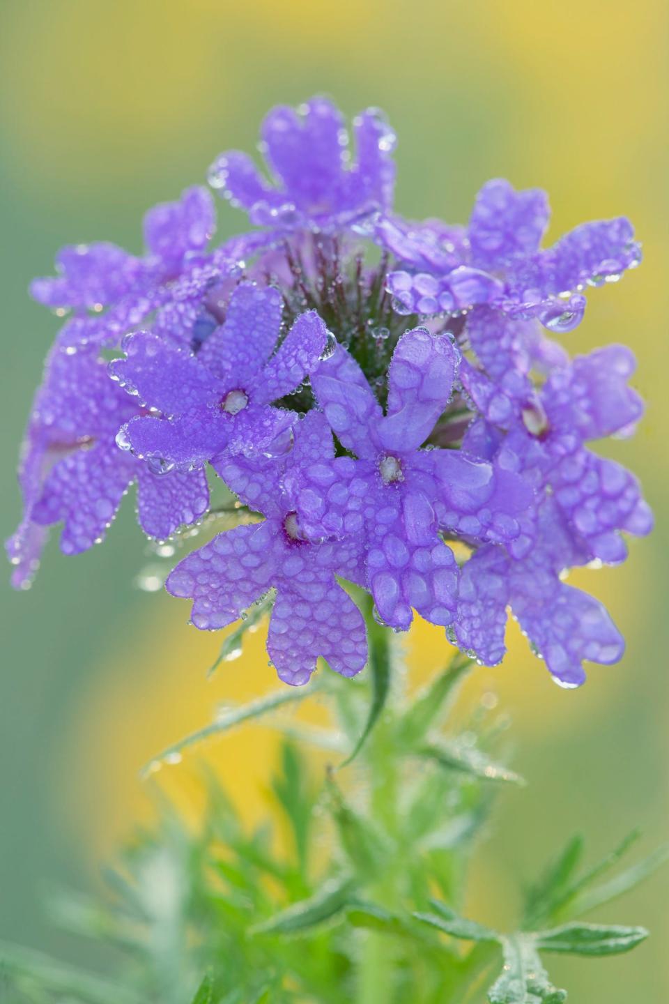 Purple is a rare color in nature. It's hard not to love the purple prairie verbena.