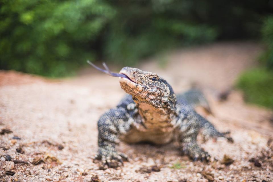 Der will nur spielen. Ein asiatischer Bindenwaran in freier Natur. (Symbolbild: Getty)