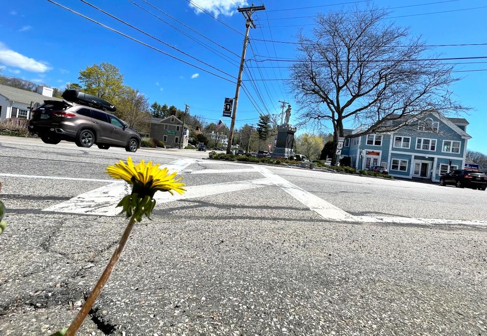 A single flower on the sidewalk glows in the sunlight in York Village May 7, 2024.