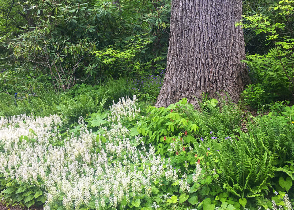 This image released by Timber Press shows foamflower at the base of a tree from the book "Nature's Best Hope: How You Can Save the World in Your Own Yard" by Douglas W. Tallamy, adapted for a young audience by Sarah L. Thomson, from Tallamy's original release, "Nature's Best Hope: A New Approach to Conservation That Starts in Your Yard." Foamflower is the perfect environment for caterpillars to turn into butterflies and moths. (Douglas W. Tallamy/Timber Press via AP)