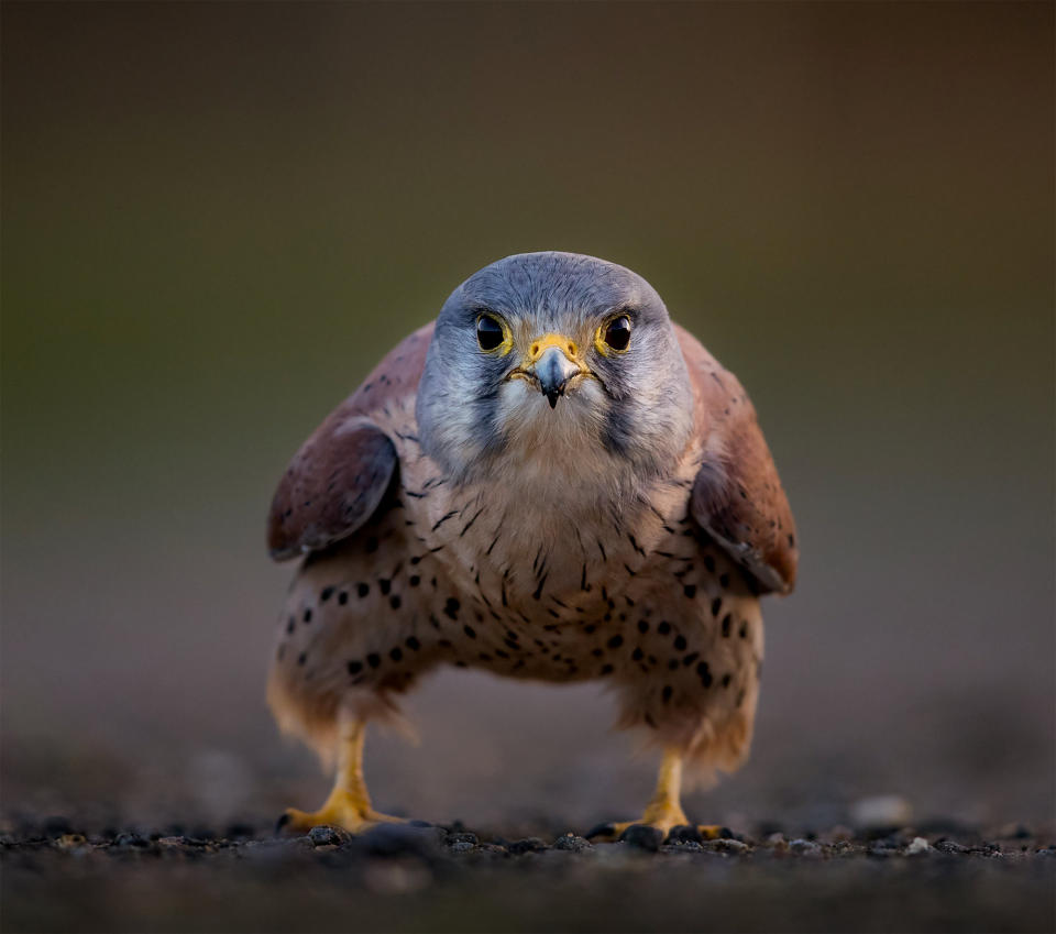 Andy Howe from Bedford took this close-up picture of a kestrel for the competition.