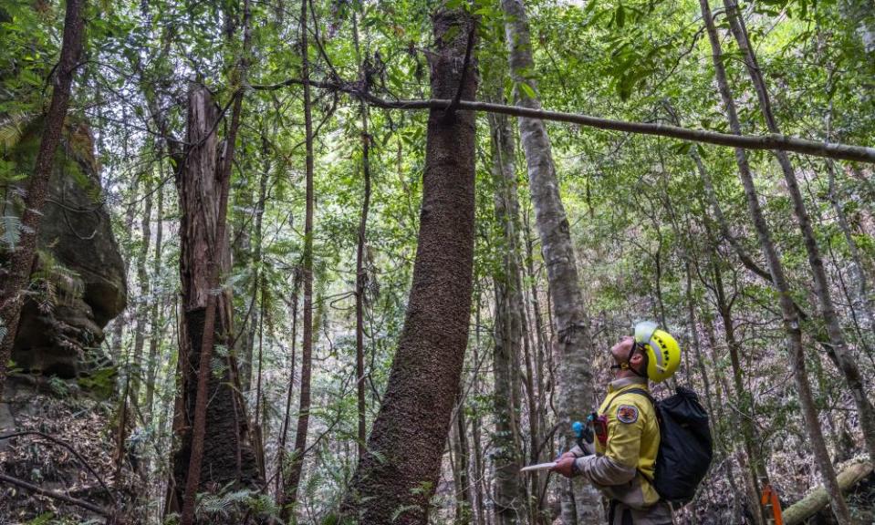 Firefighter looking up at Wollemi pines