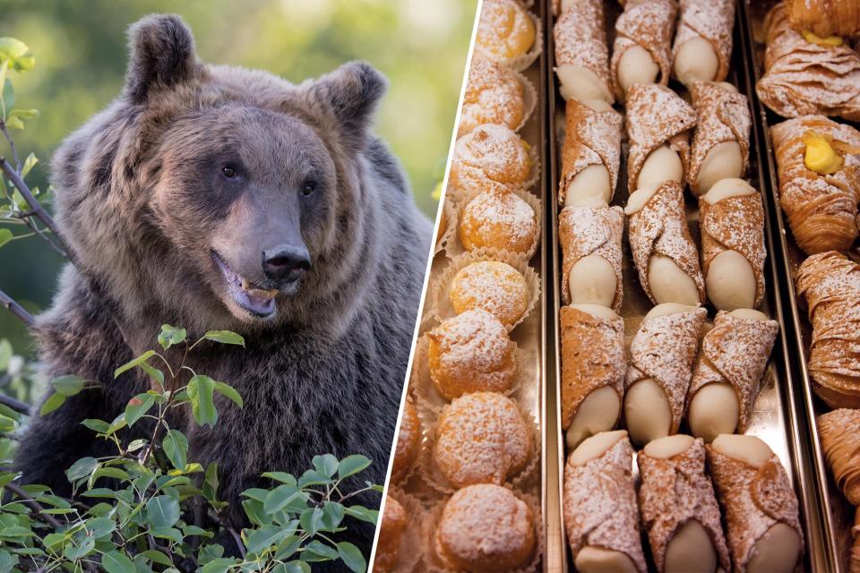 Marsican brown bear; Italian pastries