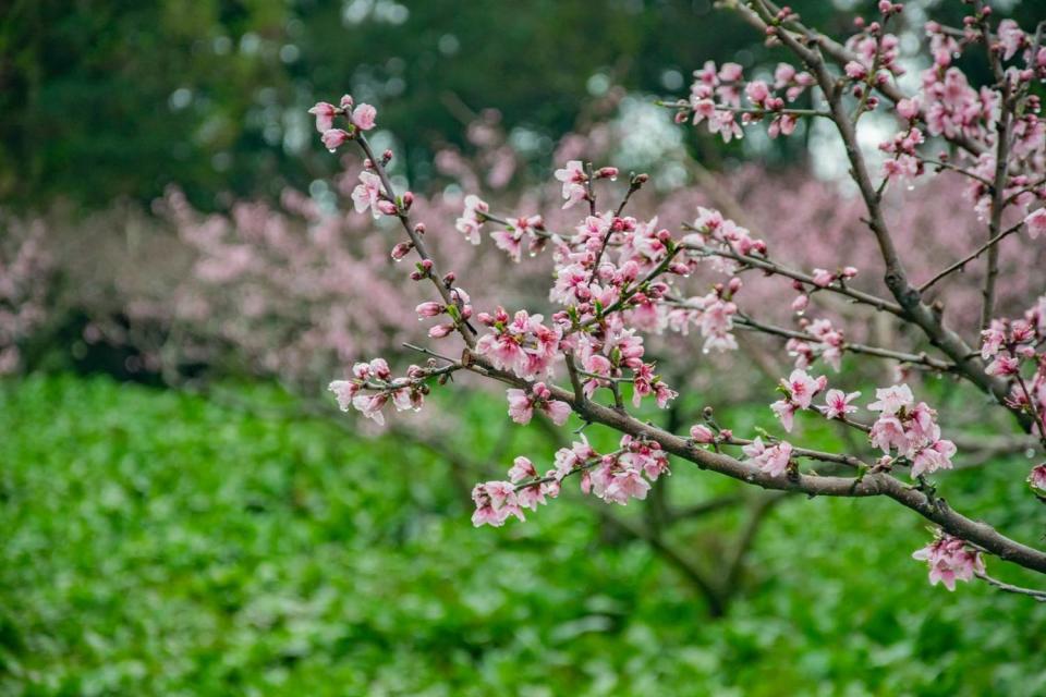 福壽山農場的桃花林，   圖：取自福壽山農場粉絲專頁
