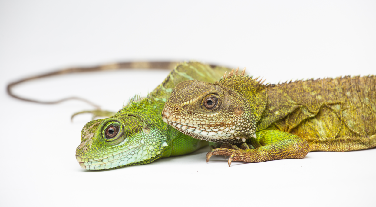 Getting the job done. A female Asian water dragon (Physignathus cocincinus) produced a daughter (left) without the assistance of a male. <a href="https://nationalzoo.si.edu/news/scientists-confirm-facultative-parthenogenesis-smithsonians-national-zoos-asian-water-dragon" rel="nofollow noopener" target="_blank" data-ylk="slk:Skip Brown/Smithsonian’s National Zoo;elm:context_link;itc:0;sec:content-canvas" class="link ">Skip Brown/Smithsonian’s National Zoo</a>