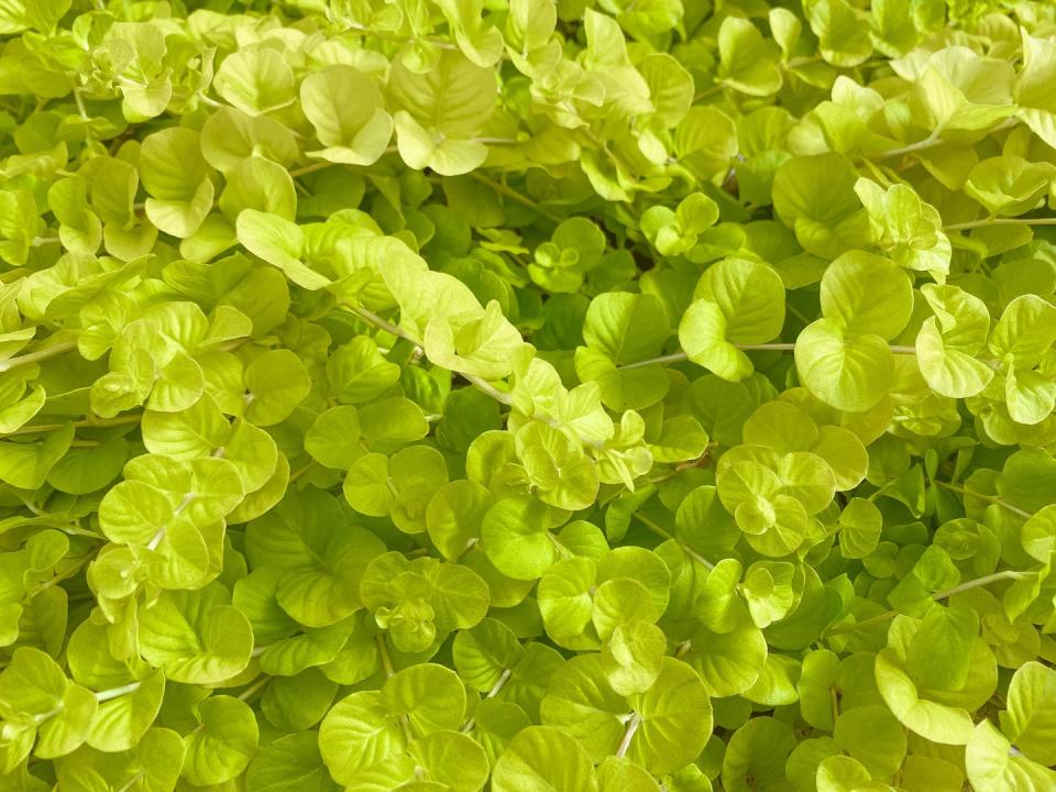 how to grow creeping jenny