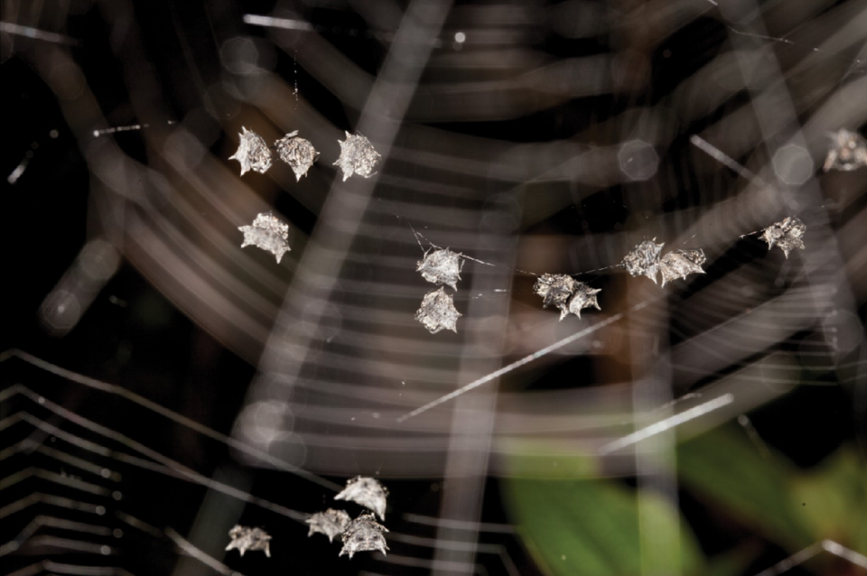 A close up photo shows the group of males within the colony.